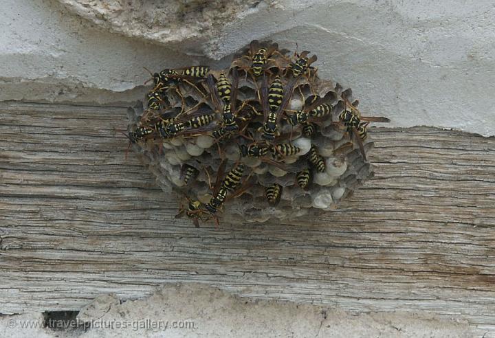  wasp nest at the Rozhen Monastery