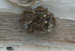  wasp nest at the Rozhen Monastery