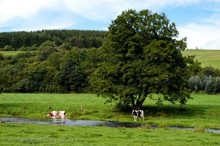 cows grazing along the Kyll River