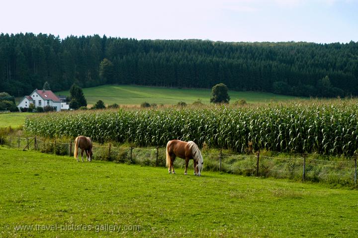 horses and a field of corn