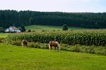 horses and a field of corn