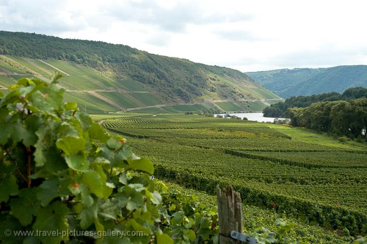 vineyards producing Mosel wine