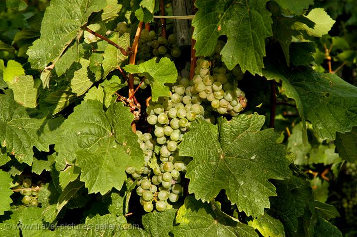 grapes ripe for harvesting