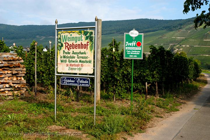 vineyards producing Mosel wine