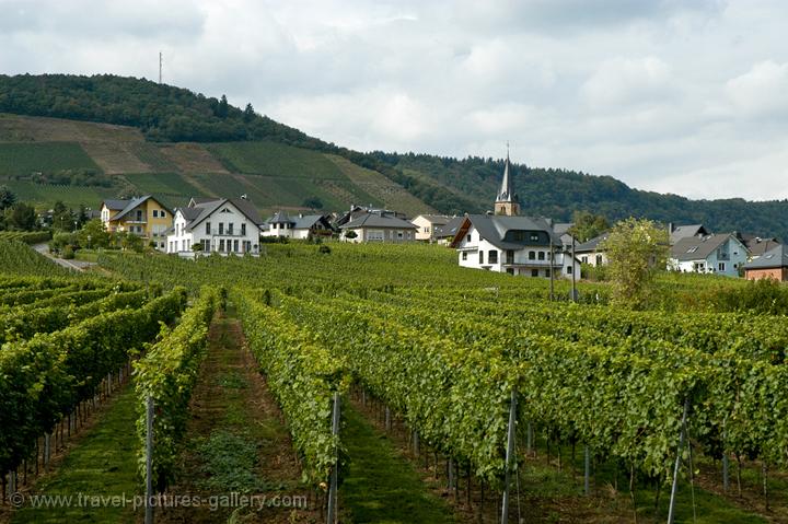 vineyards along the river