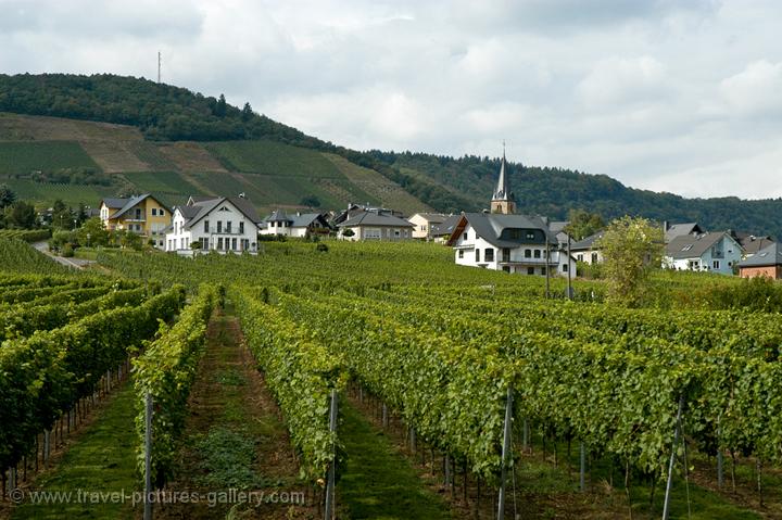 vineyards along the river