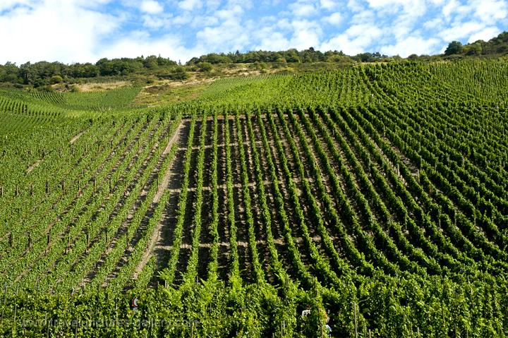 rows of vines