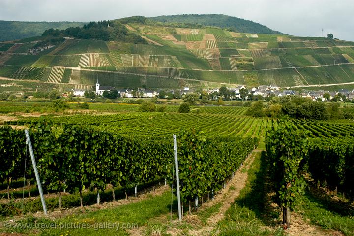 vineyards along the river