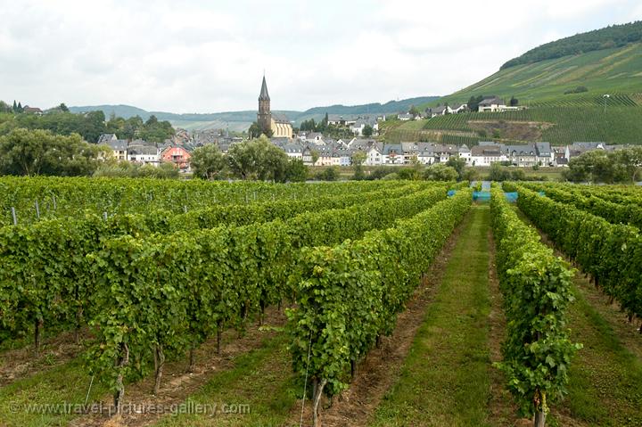 vineyards along the river