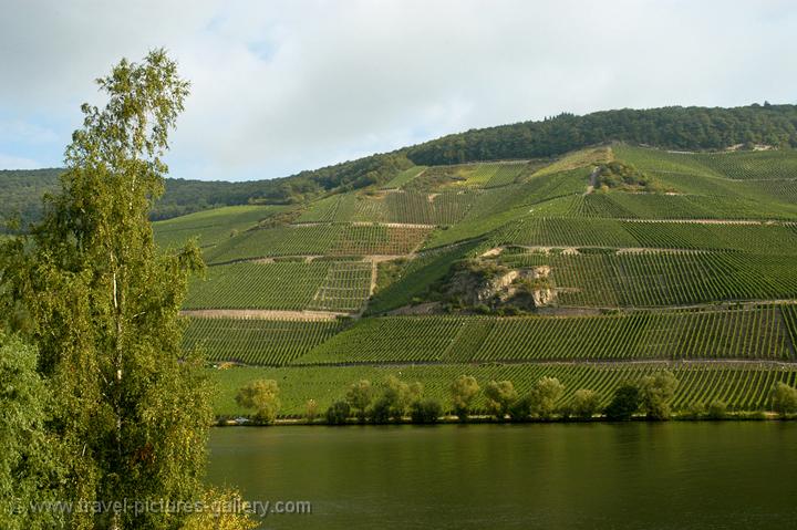 vineyards along the river