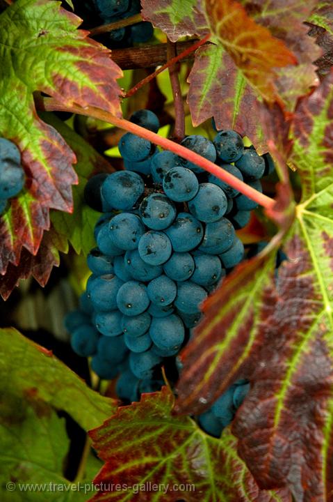 delicious grapes, ready for harvesting