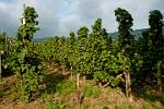 vineyards producing Mosel wine