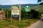 vineyards producing Mosel wine