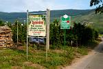 vineyards producing Mosel wine