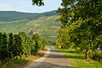 vineyards near Piesport