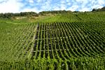 rows of vines