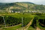 vineyards along the river