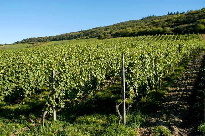 vineyards along the riverbank