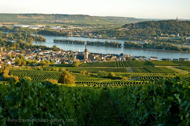 vineyards and the town of Rüdesheim