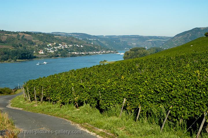 vineyards along the river