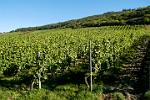 vineyards along the riverbank