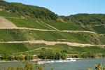 vineyards along the river bank