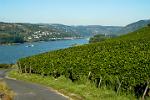 vineyards along the river