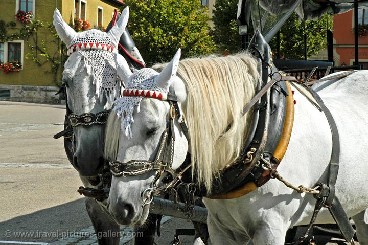 horses drawing a cart