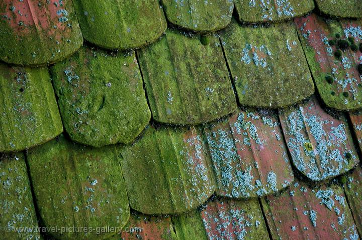 mossy wooden roof shingles