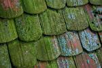 mossy wooden roof shingles