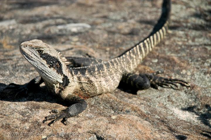 Pictures Of Australia Around Sydney Nsw 0026 Dragon Lizard Sydney Harbour Walk
