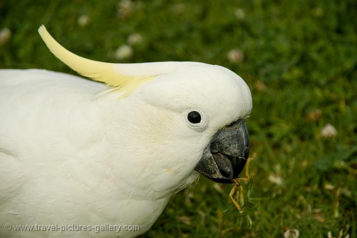 white cockatoo price white cockatoo price