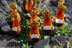 Calceolaria uniflora, Darwin's Slipper Flower