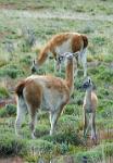Guanaco family, (Lama guanicoe) a camelid native to South America