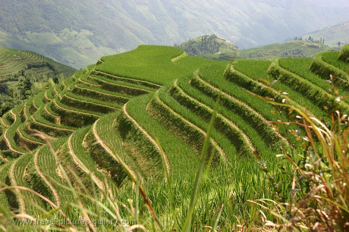 the famous rice terraces