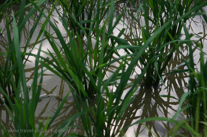 rice plants in a field