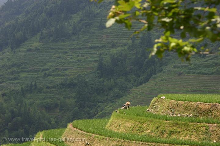 working in the paddy fields