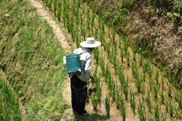working in the paddy fields
