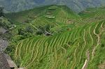 the famous rice terraces
