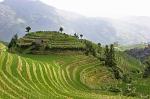 rice terraces, paddy fields