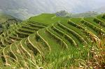 the famous rice terraces
