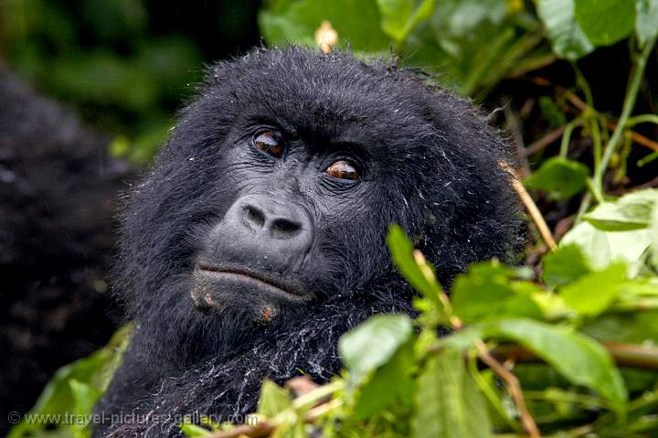 the Mountain Gorilla (Gorilla Gorilla Beringei)