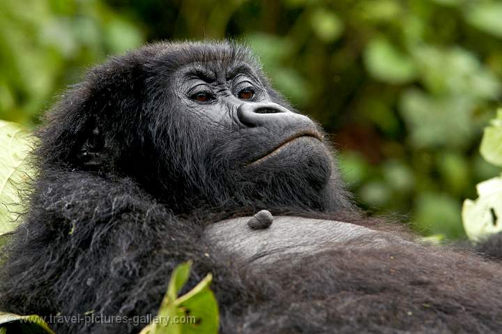 the Mountain Gorilla (Gorilla Gorilla Beringei)