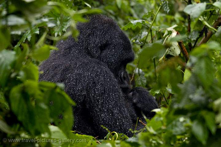 a big male silverback Mountain Gorilla