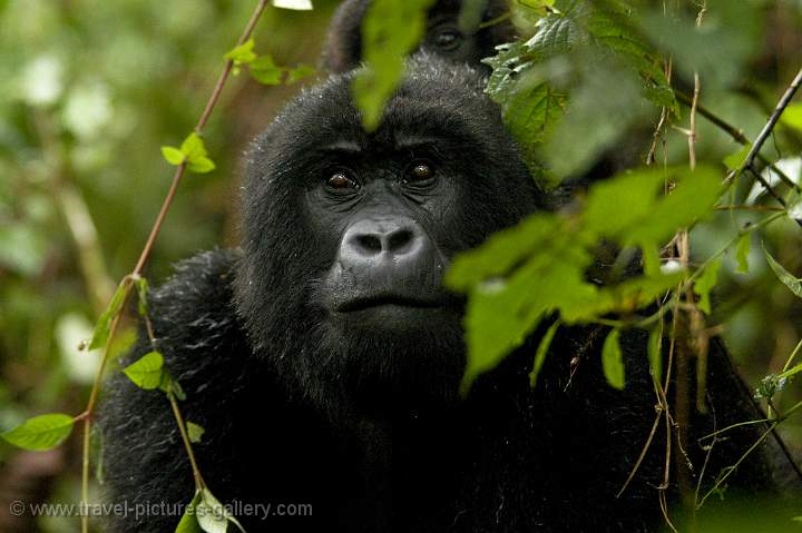 the Mountain Gorilla