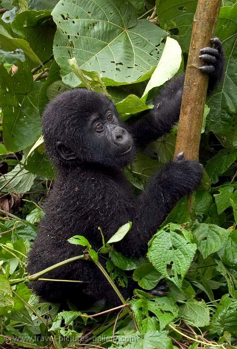 a young Mountain Gorilla