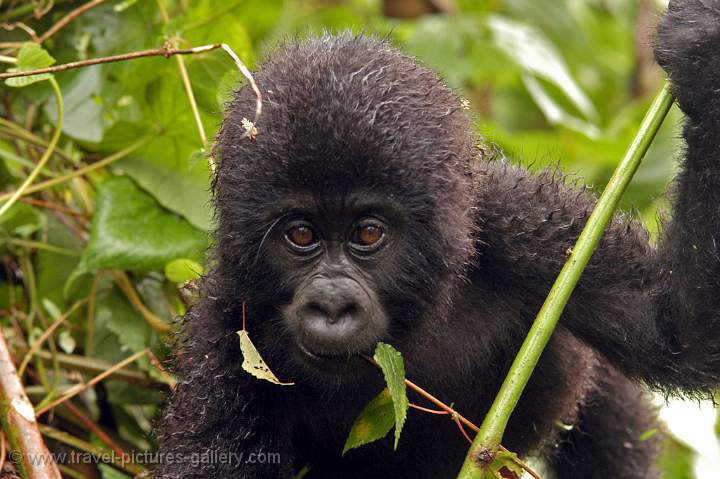 a young Gorilla close up