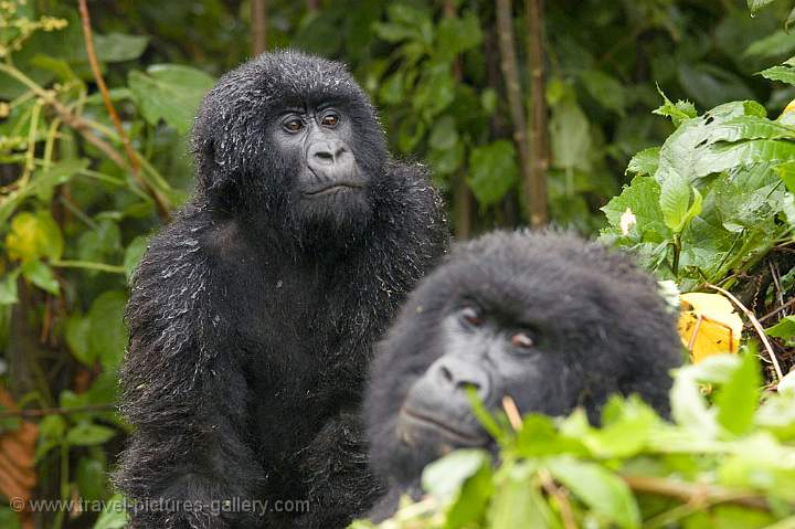 the Mountain Gorilla (Gorilla Gorilla Beringei)