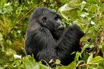 a first glimpse of a Gorilla, Parque National des Virunga