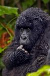 a young Mountain Gorilla